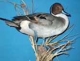 Pintail Drake